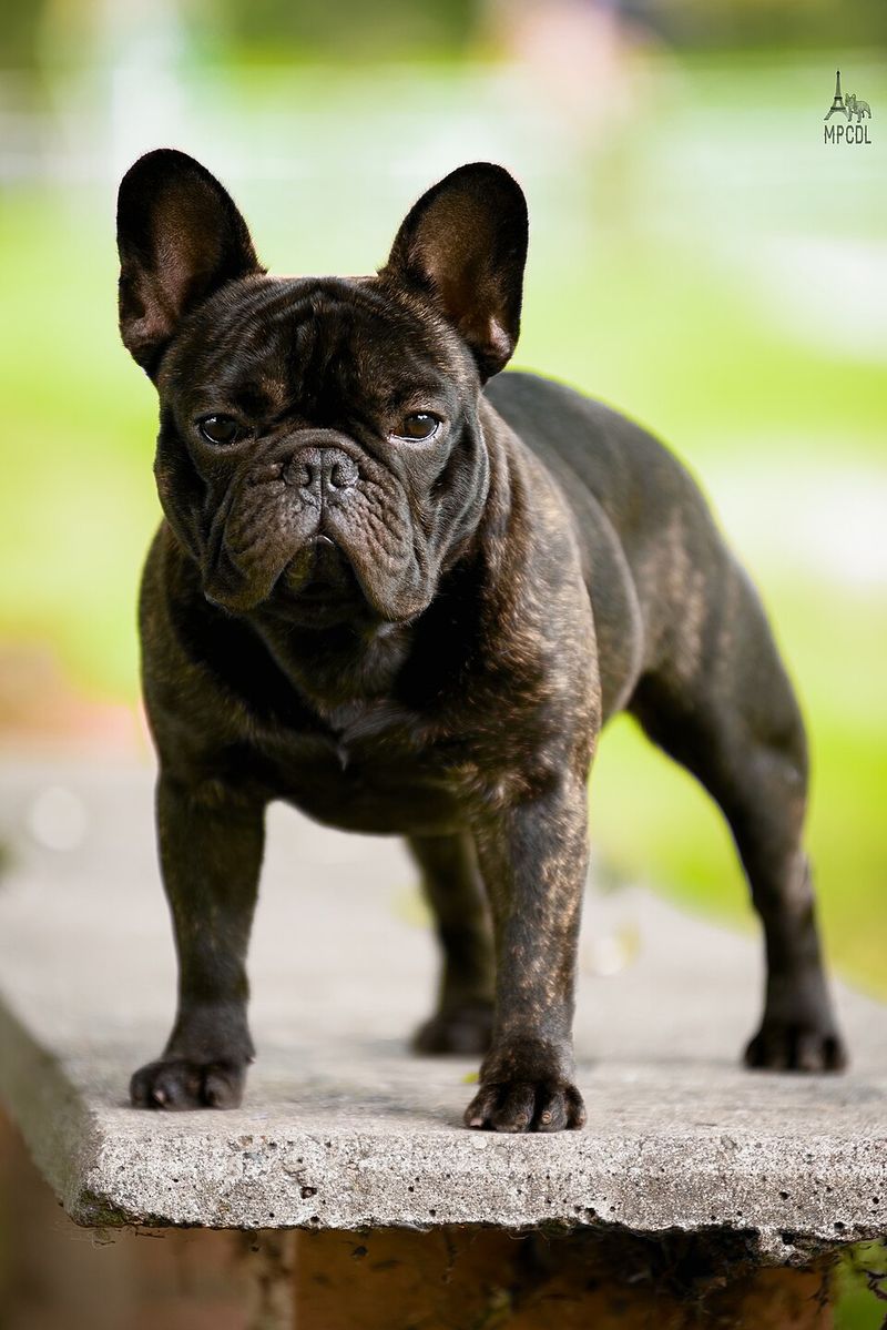 French Bulldog