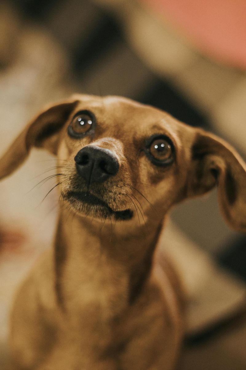 Your dog could be hiding pain - 13 signs you should never ignore 14 Unusual eye expression