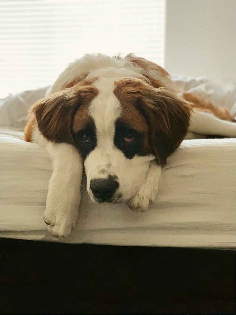 28 Trustworthy Dog Breeds Known for Their Unshakable Loyalty 19 Saint Bernard