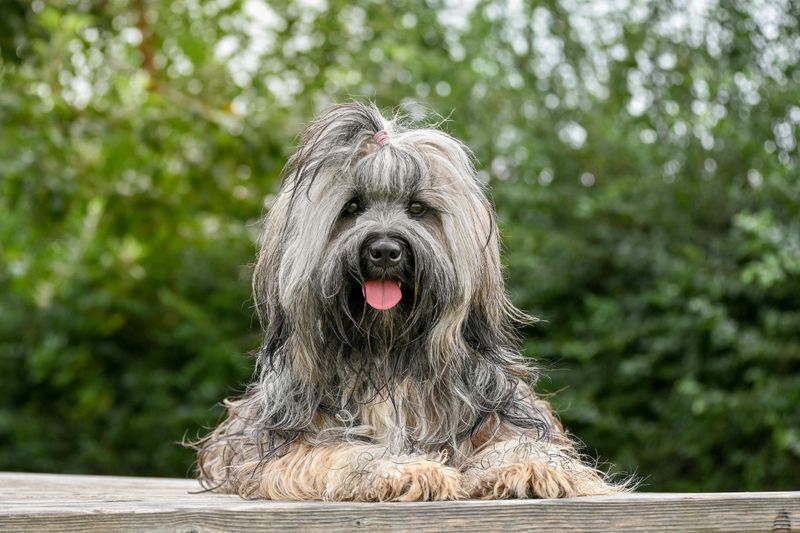 “Quiet Luxury” Pets Are a Thing Now - 11 Breeds People Pick for a Calm, High-End Home Vibe 8 Lowchen
