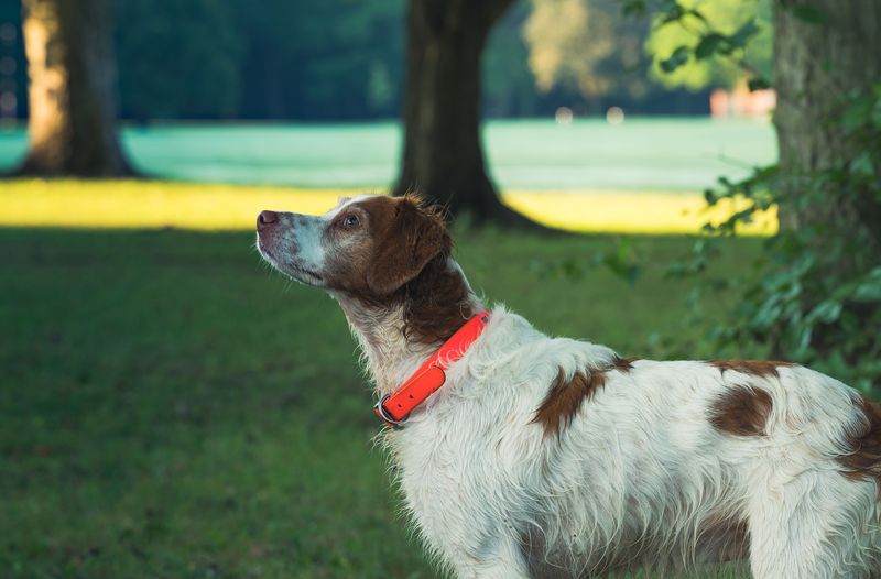 Some dog breeds leave owners so satisfied they'd happily choose them all over again 5 Brittany