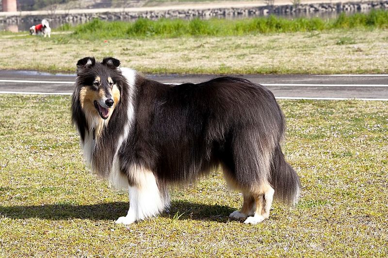 Some dogs mature emotionally just like people - These 15 prove it 16 Rough Collie