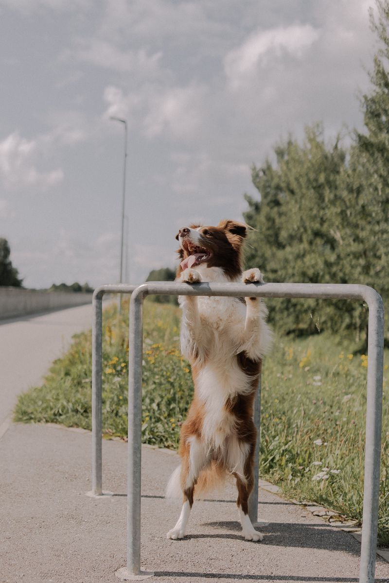 Before buying another toy your dog ignores, try giving its brain something harder to chew on 5 Urban parkour walks