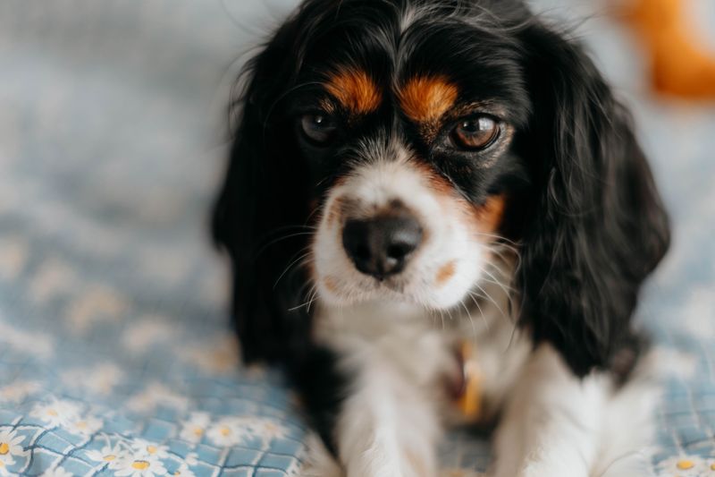 Cavalier King Charles Spaniel