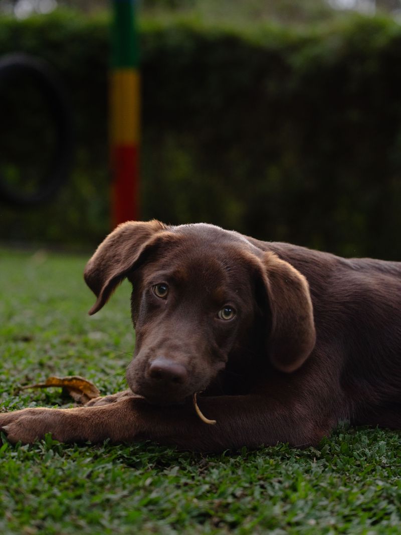 These remarkably intuitive dog breeds often sense feelings people try to hide 3 Labrador Retriever
