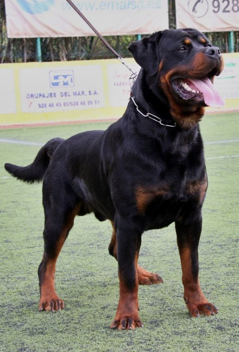 Wonderful dogs can remain homeless far longer than expected - these are among the ones often passed by 11 Rottweiler