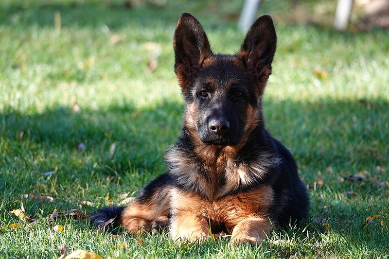 German Shepherd