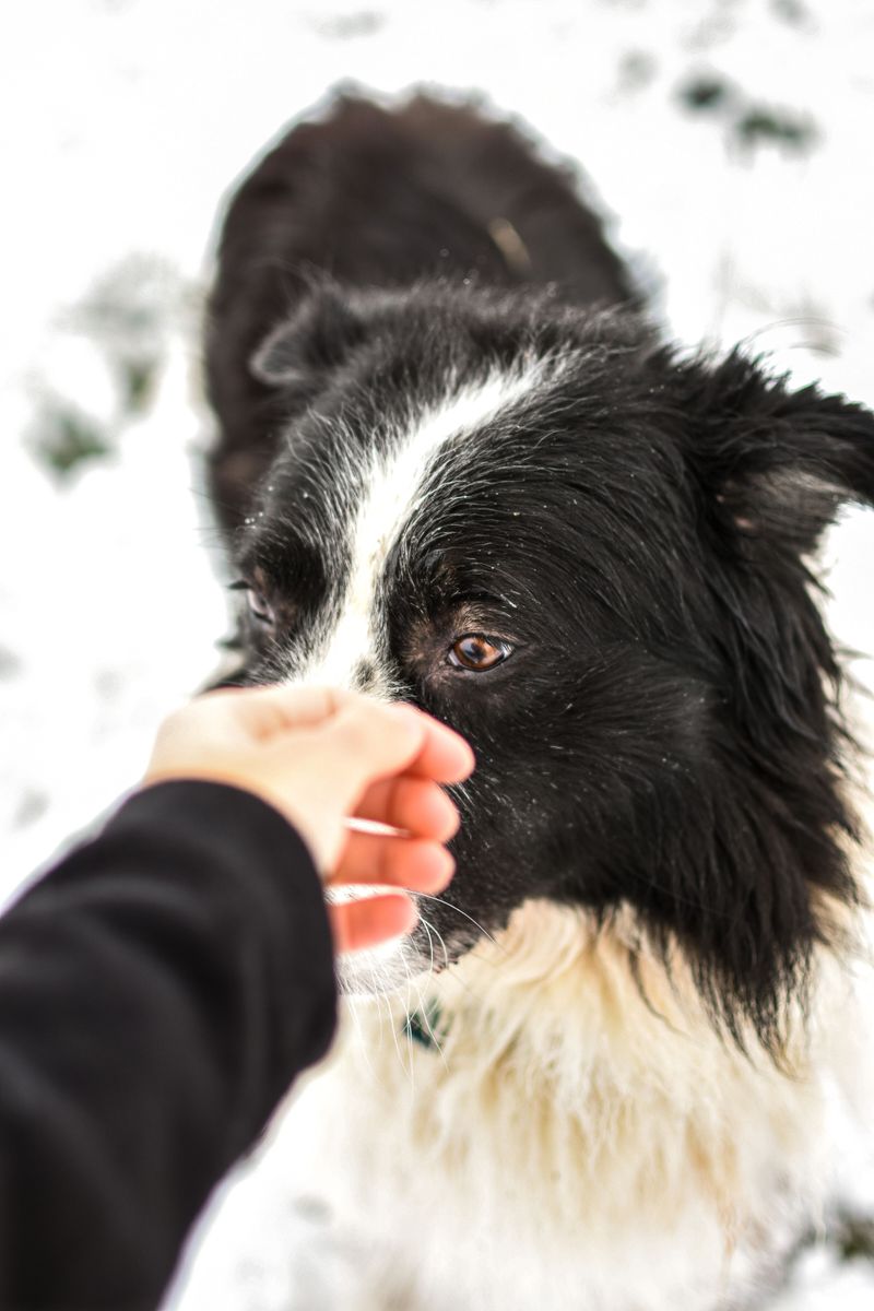 The dog breeds most affected when you're away 7 Border Collie