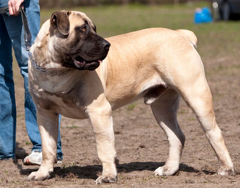 5 Guard Dog Breeds Trusted for Professional Protection — Plus 20 More Known for Security Skills 21 Boerboel