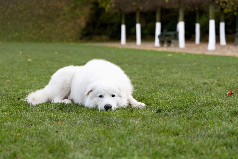 10 dog breeds that prefer a smaller social world - plus 3 that enjoy a house full of activity 7 Great Pyrenees