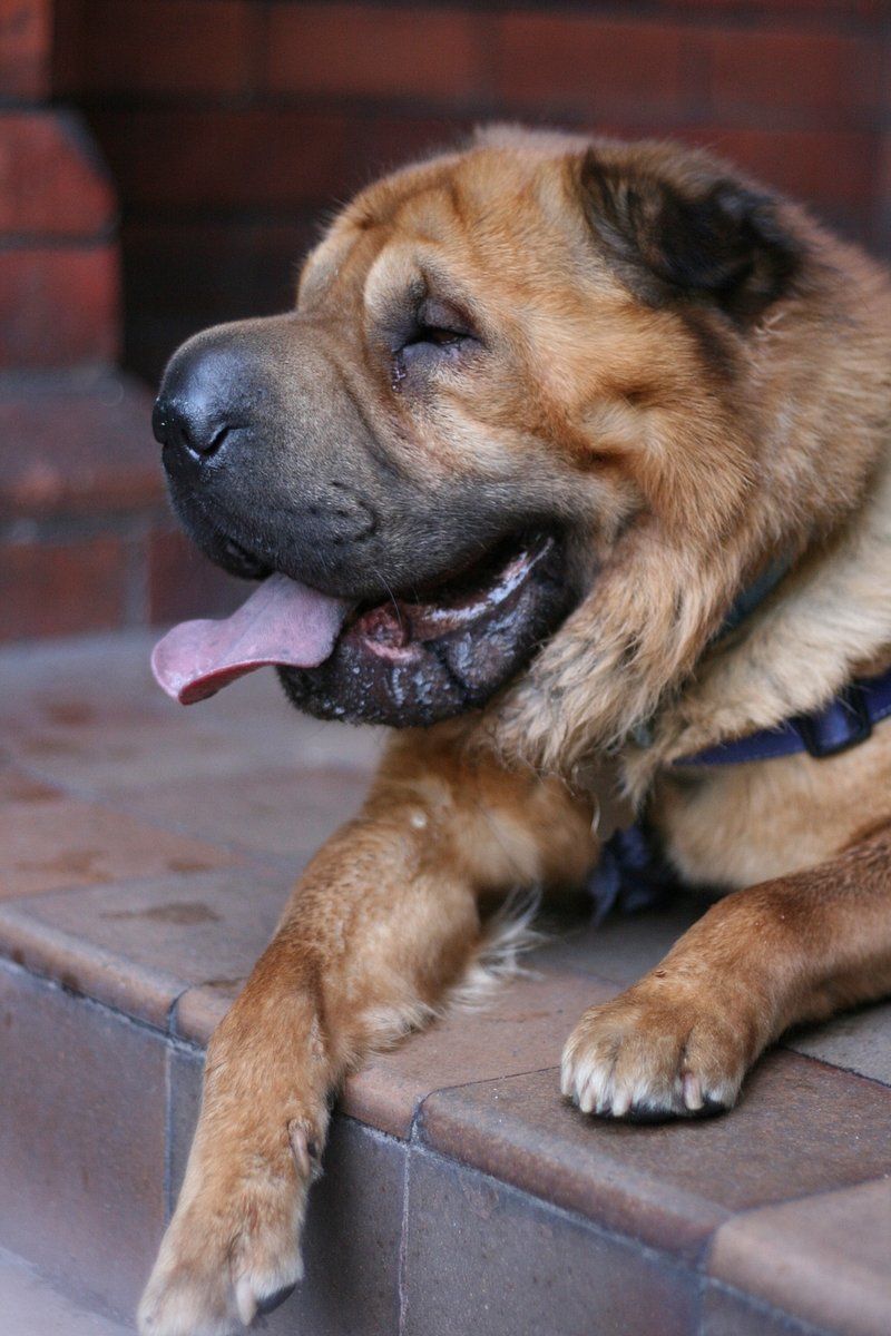 Chinese Shar Pei