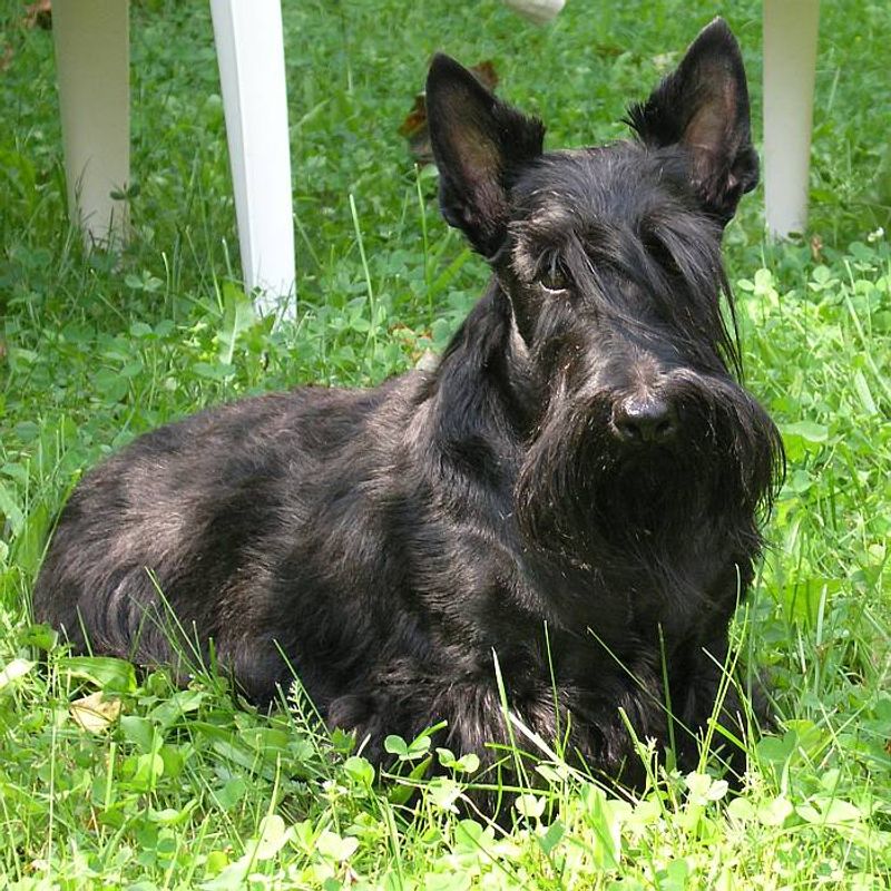 The dog your grandparents grew up with may be cooler than the breed filling your social feed 5 Scottish Terrier