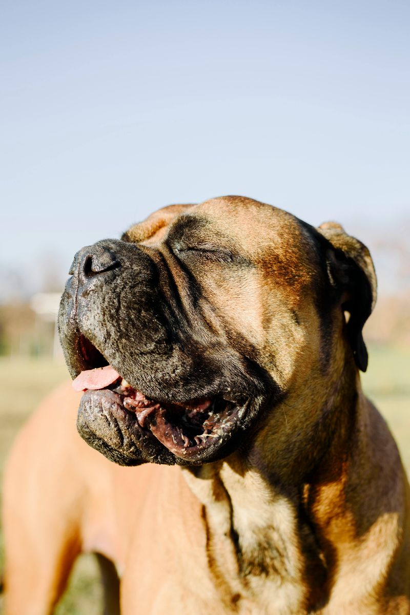 Mastiff