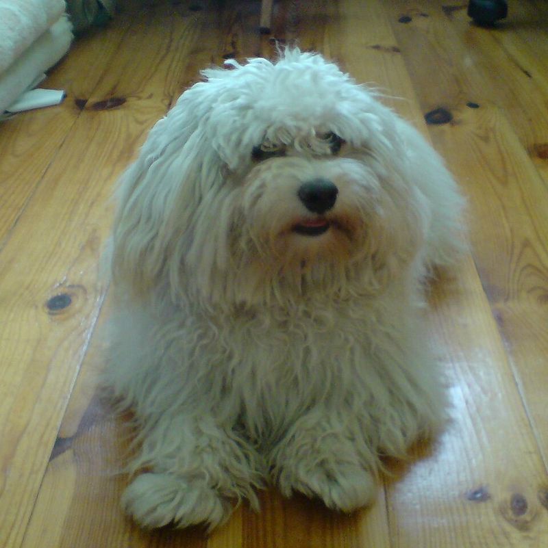 Many owners with allergies begin their search with these well-known dog breeds 5 Havanese