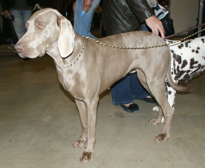 Weimaraner