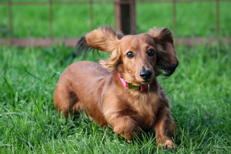 Dachshund