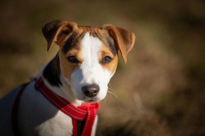 Jack Russell Terrier