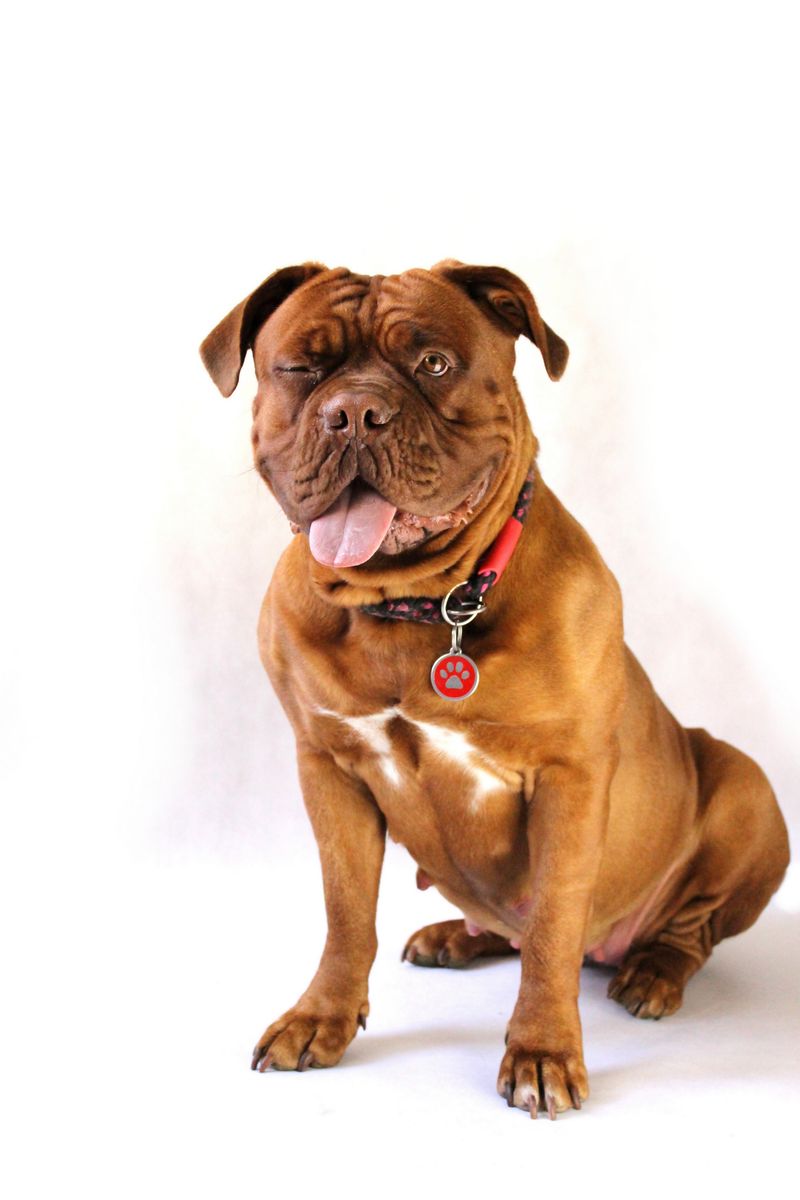 Dogue de Bordeaux