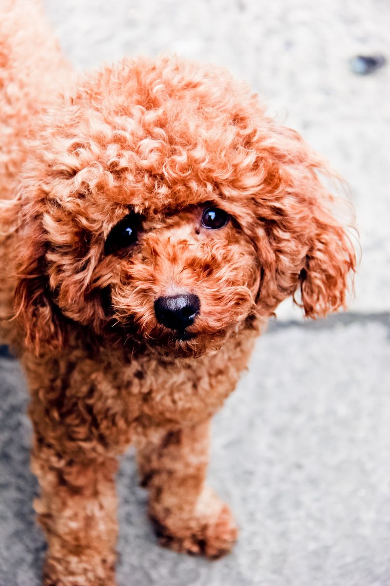 26 Compact Dog Breeds with Remarkable Courage and Confidence 20 Toy Poodle