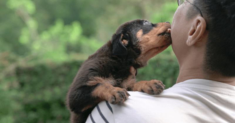 19 Meaningful Ways Dogs Help Improve Our Emotional Health 16 Reducing Stress Hormone Levels