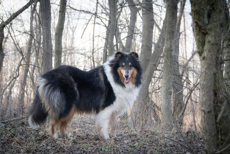 Collie