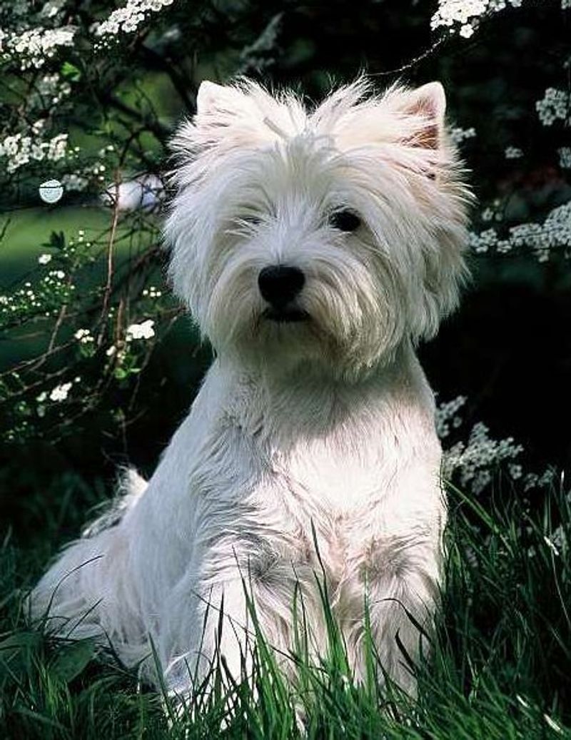 West Highland White Terrier