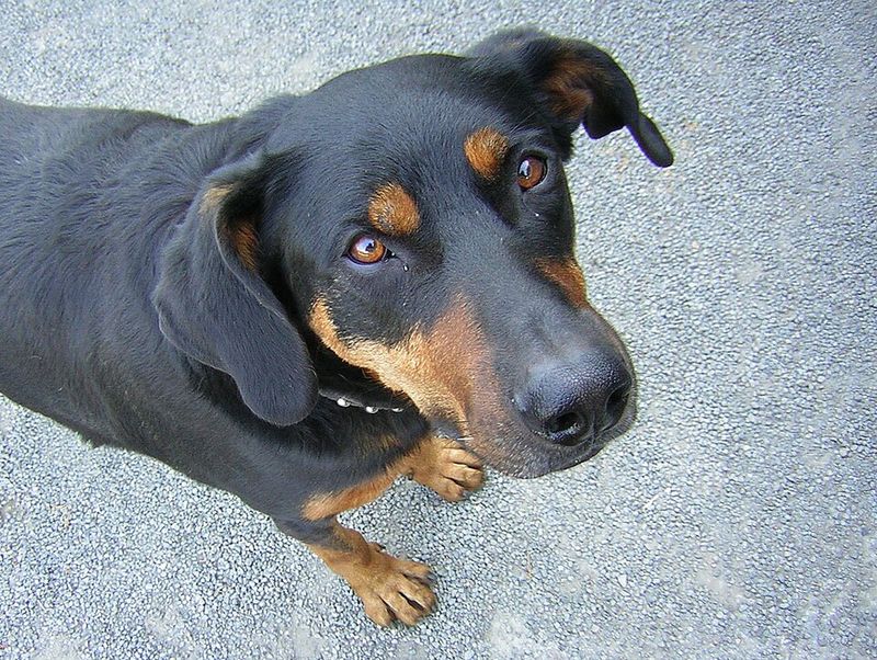 13 guard dog breeds that make intruders think twice and owners sleep easier 7 Beauceron
