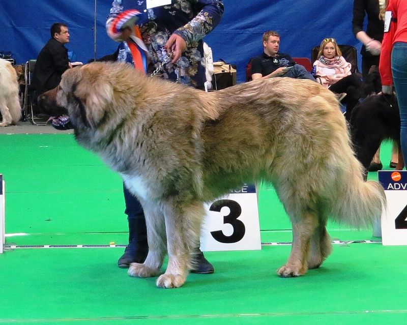 12 guarded dog breeds that trust slowly, plus 3 social butterflies that never seem cautious 11 Caucasian Shepherd