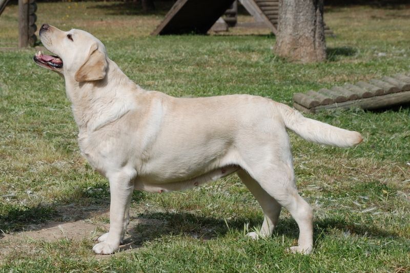 13 forever-young dog breeds that act like puppies well into adulthood 3 Labrador Retriever