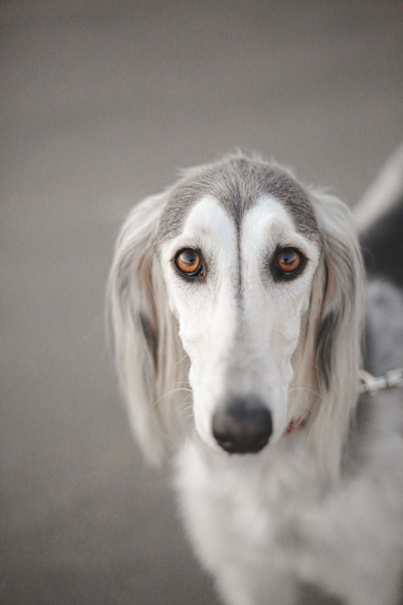 Some dogs are photogenic. These 12 practically belong on magazine covers 9 Saluki