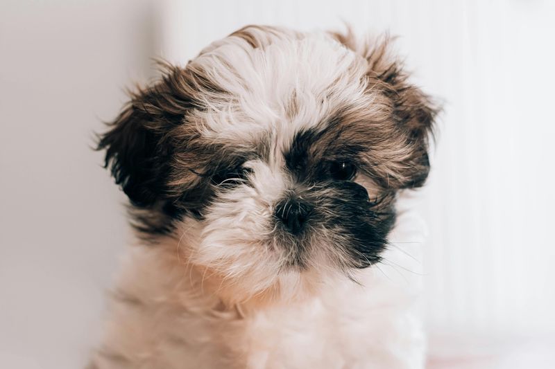 24 Tiny Dog Breeds Weighing Under 5 Pounds – Small in Size, Big in Personality 19 Shih Tzu