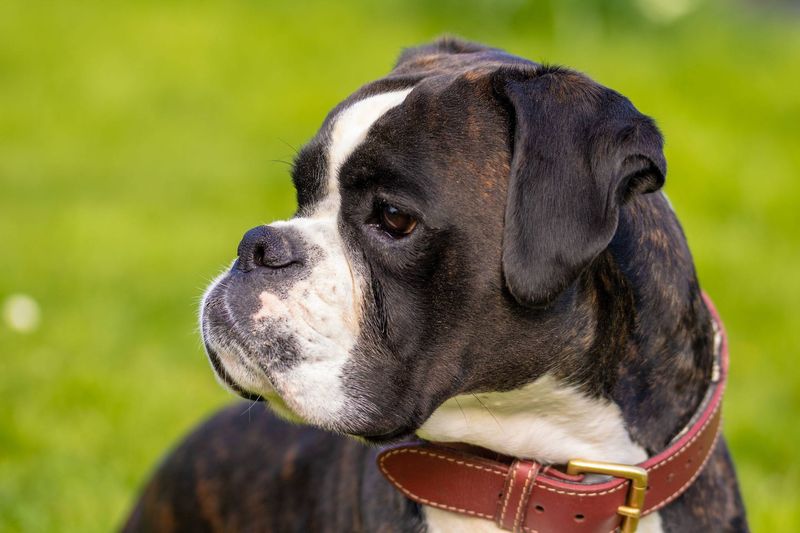 15 Dog Breeds That Resemble Pit Bulls – But Are Completely Different 7 Boxer
