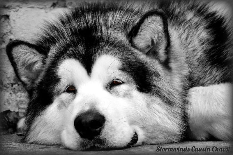 Alaskan Malamute