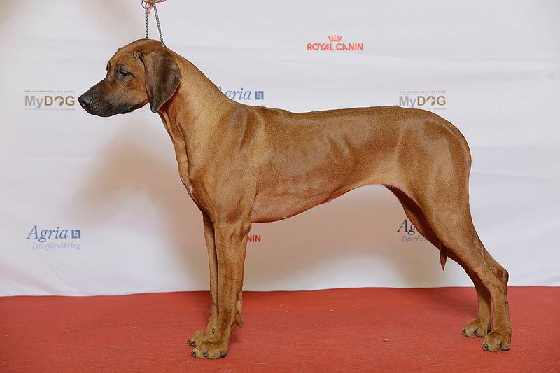 Rhodesian Ridgeback