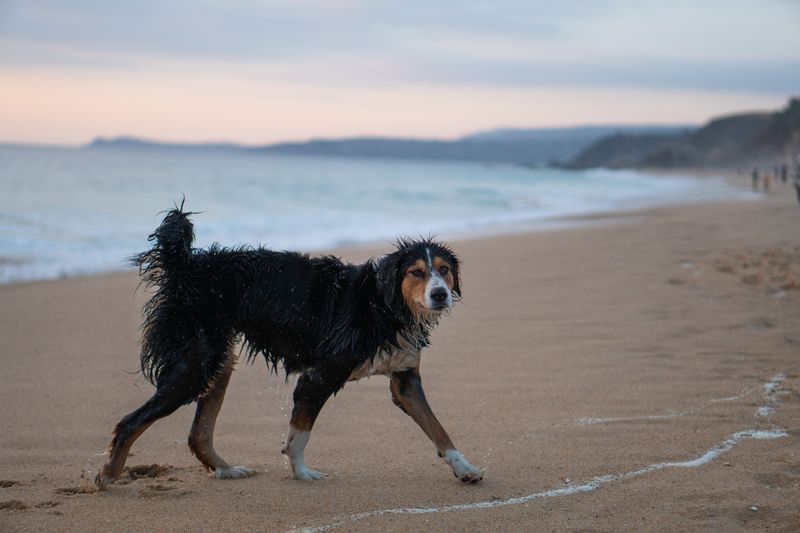 These 11 calm dog breeds have an incredible instinct for knowing when you need protection 4 Bernese Mountain Dog