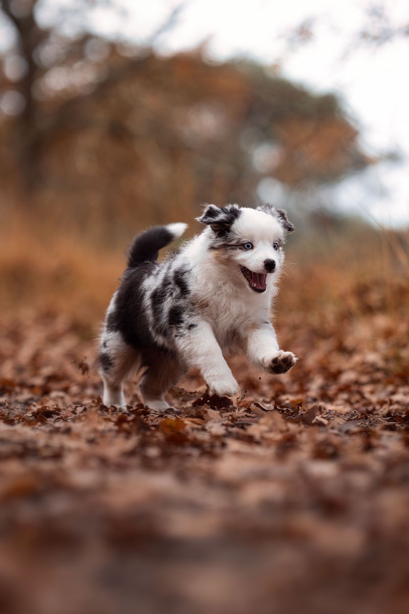 Australian Shepherd