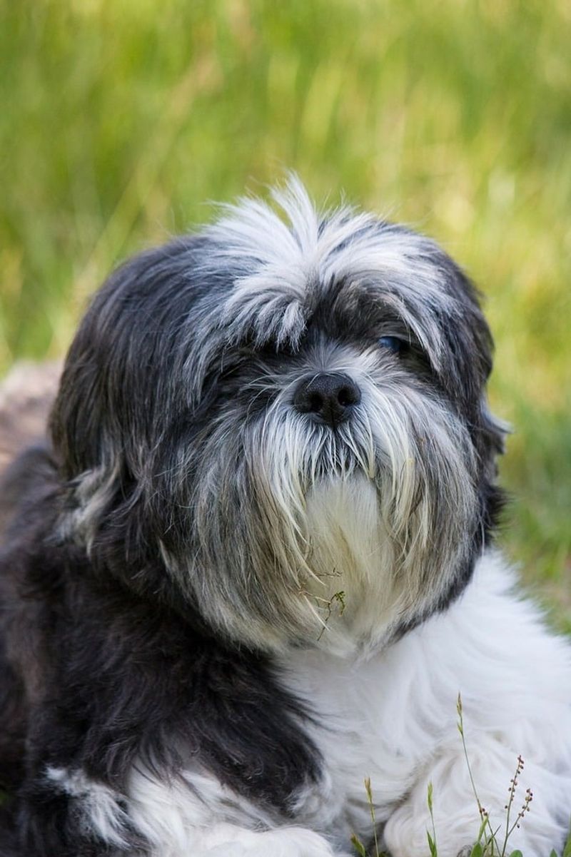 25 Dog Breeds Known for Their Long Lifespans 4 Shih Tzu