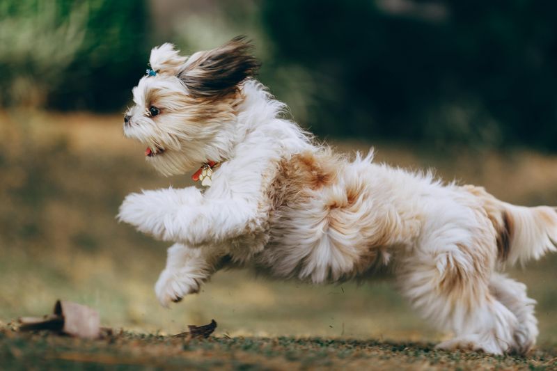 25 Small Dog Breeds That Combine Courage with Endless Energy 15 Shih Tzu