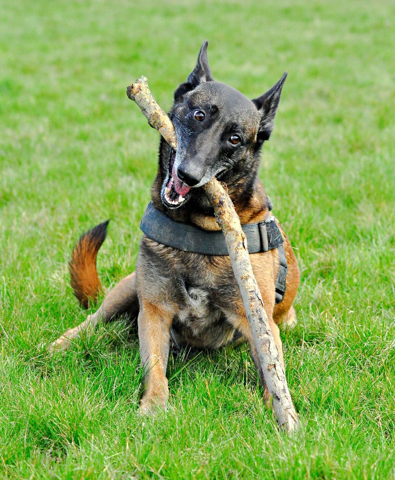 Want a dog that makes you think too? These clever breeds can keep their owners mentally involved 11 Belgian Malinois - the precision rocket