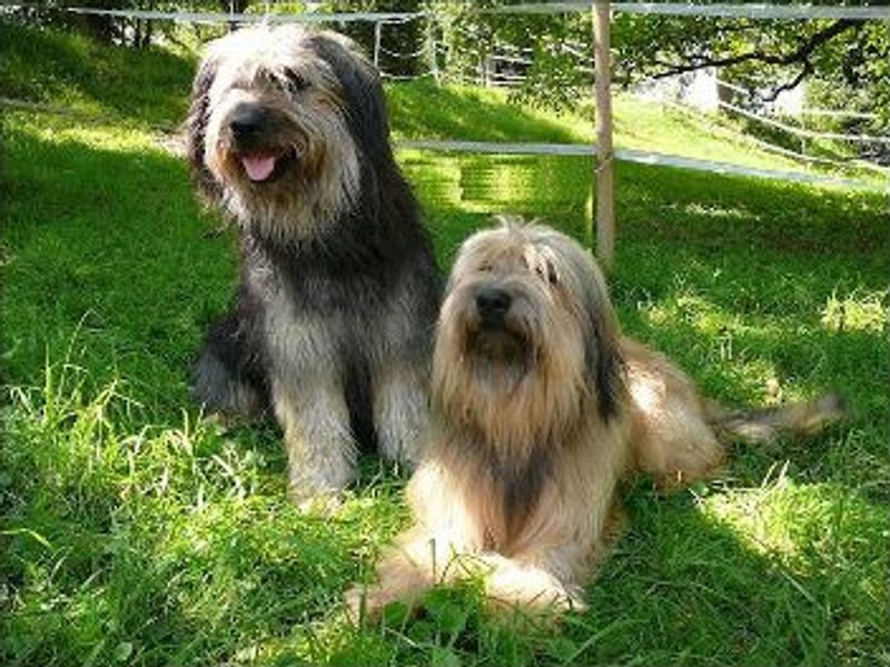 Catalan Sheepdog