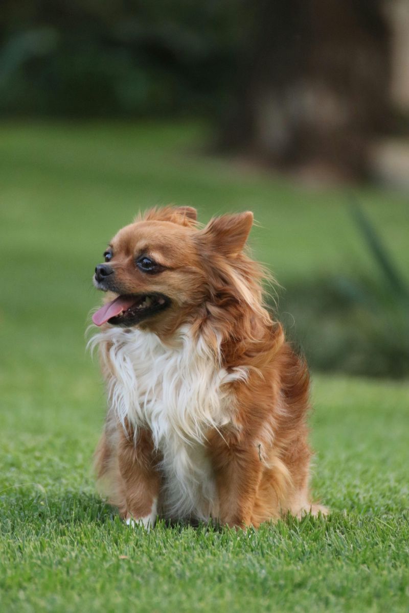 21 Interesting Facts About the Chihuahua - Small in Size, Big in Personality 17 Playful and Energetic