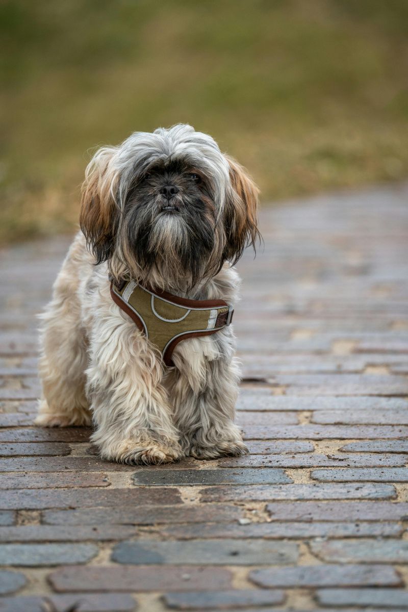 18 Friendly and Adaptable Dog Breeds Perfect for New Pet Owners 8 Shih Tzu