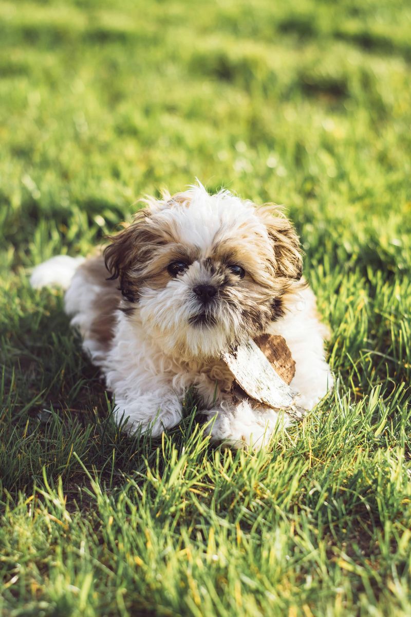 10 impressive dogs that dominate attention the moment they appear plus 5 calm breeds that bring the opposite energy 15 Shih Tzu