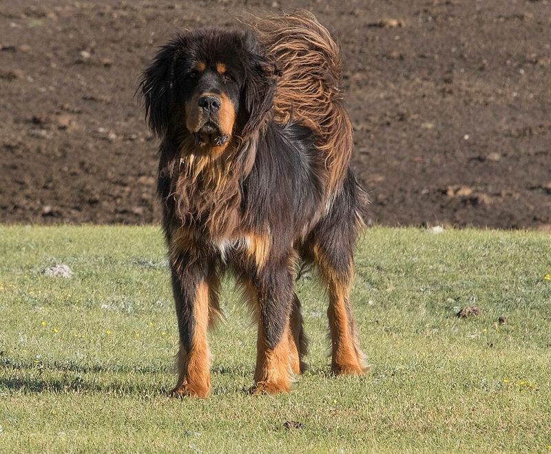 Tibetan Mastiff