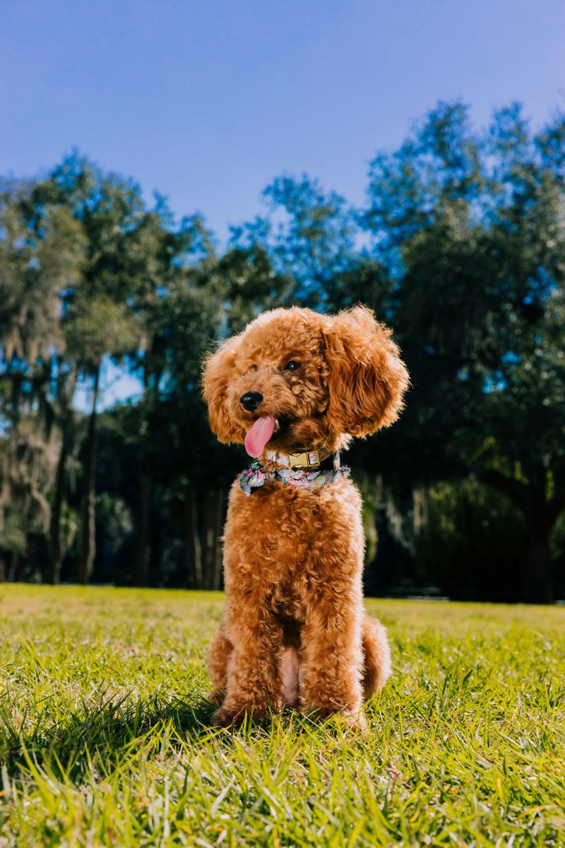 Toy Poodle