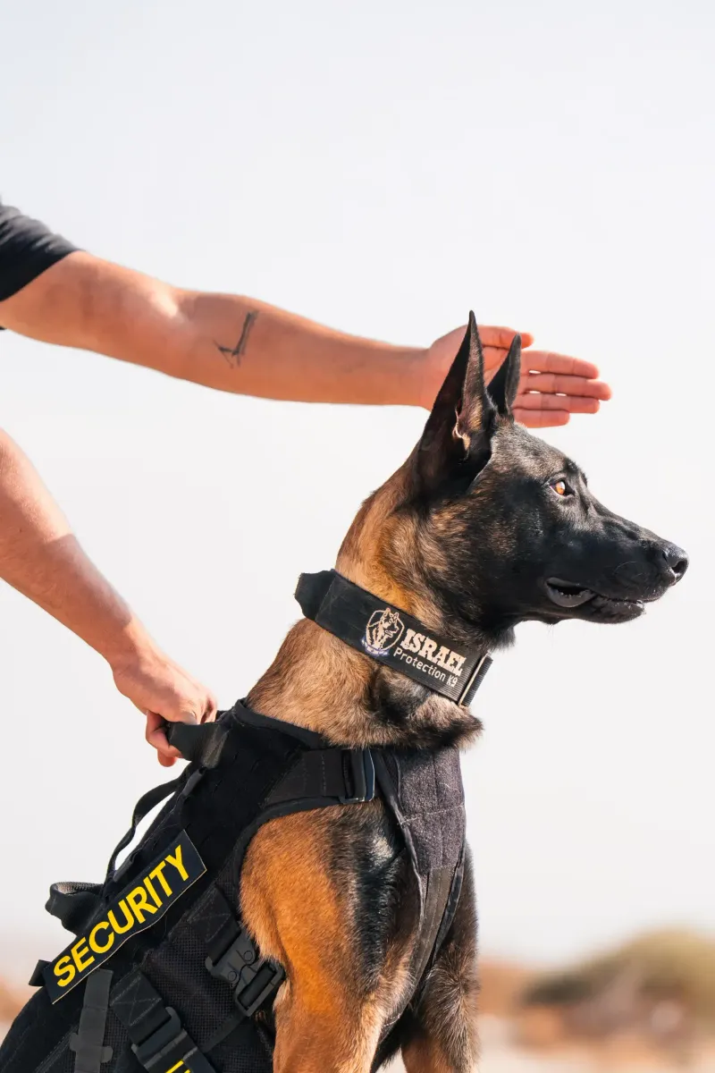 Before blaming your dog, take a closer look at these everyday habits 11 Expecting constant self-control