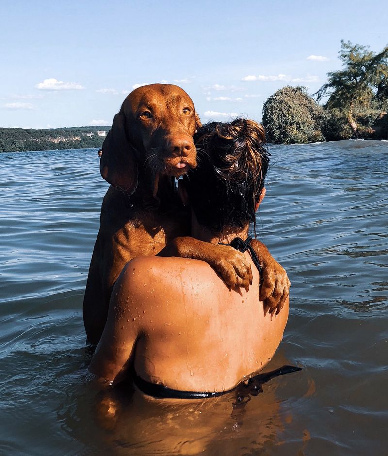 One experience with these 12 dog breeds is often enough to create a lifelong favorite - plus 2 that inspire remarkable loyalty 2 Vizsla