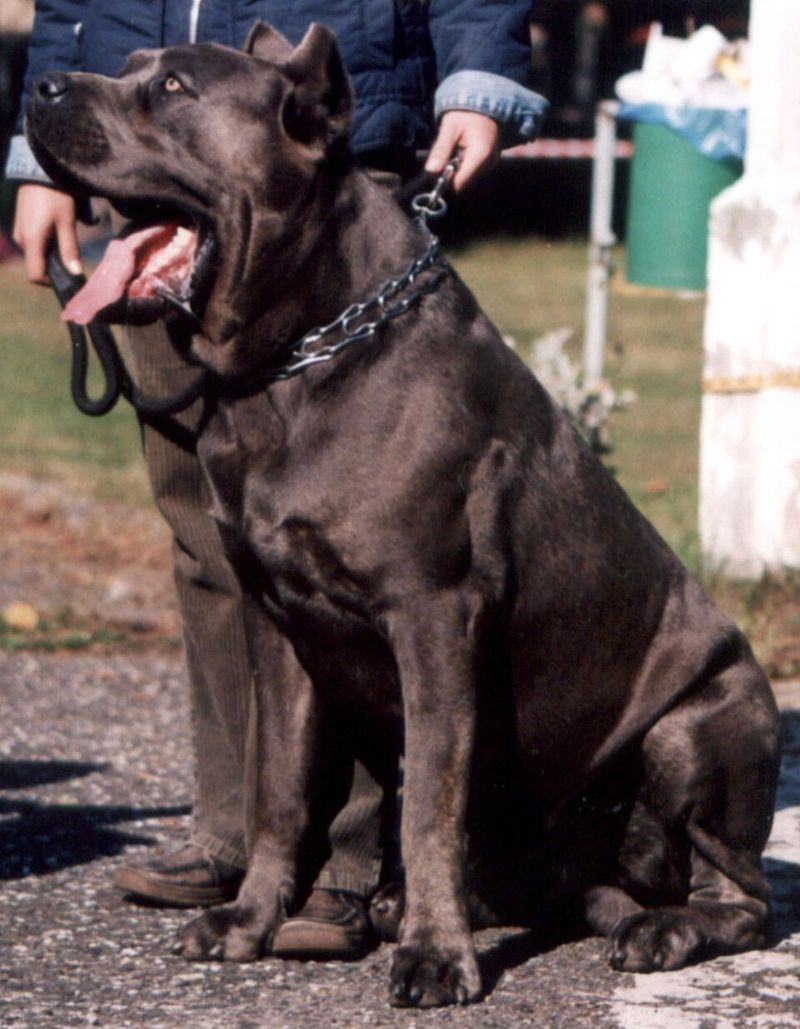 These 12 dogs were born with powerful guardian instincts owners instantly notice 3 Cane Corso