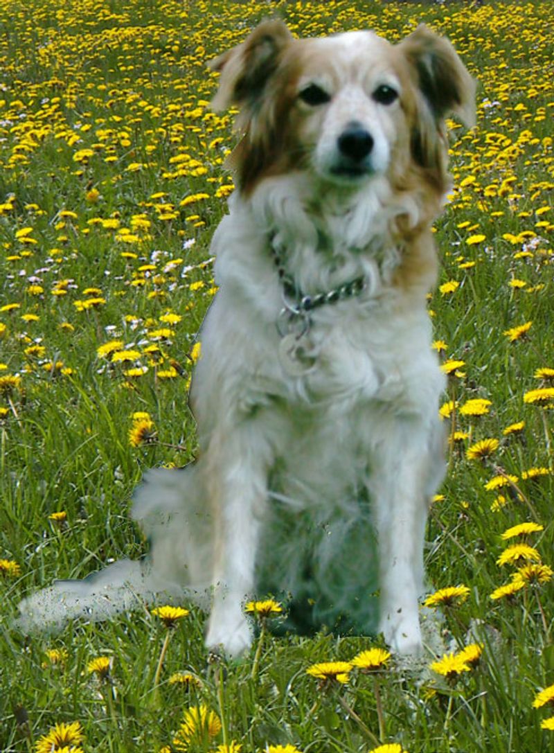 Kooikerhondje
