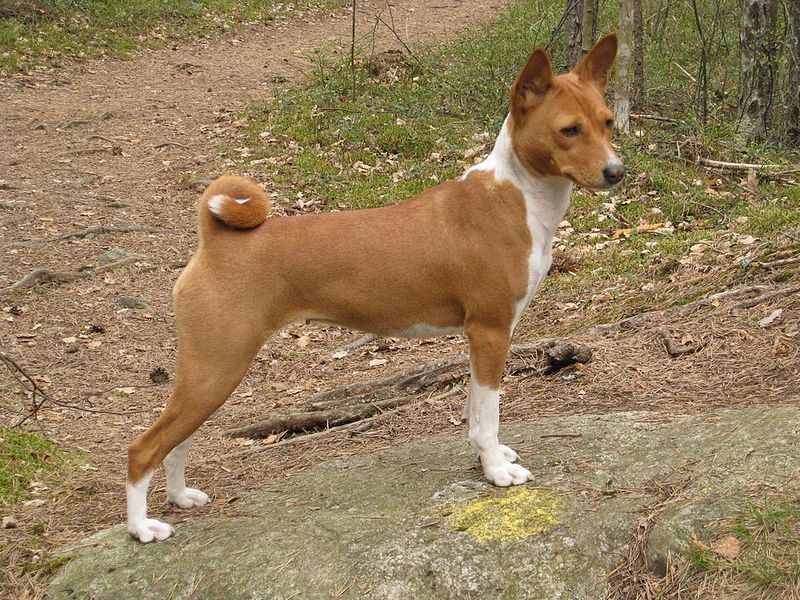 Be careful - these 11 dog breeds may not get along with cats 8 Basenji